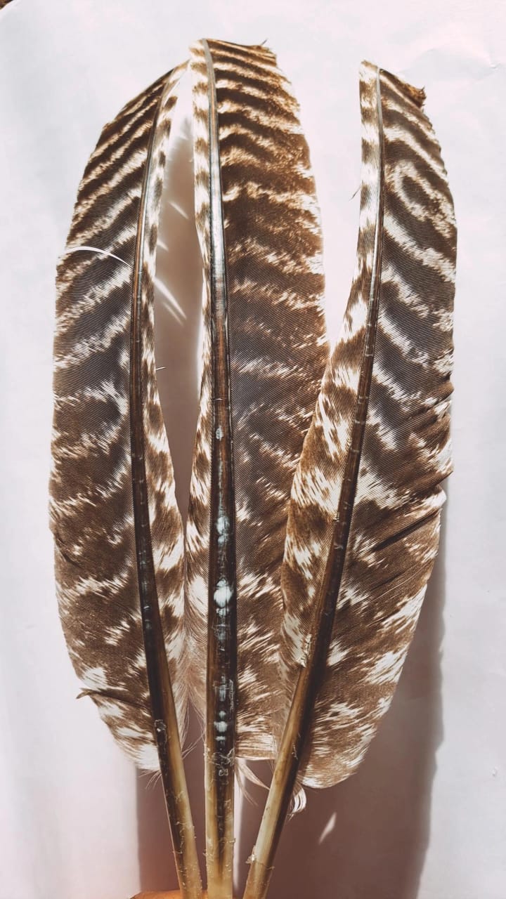 Stripe White Feathers