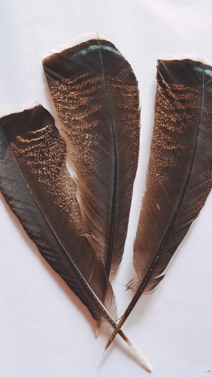 Stripe Brown Feathers